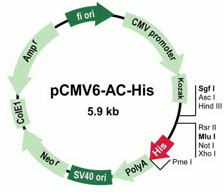 pCMV6-AC-His Mammalian Expression Vector