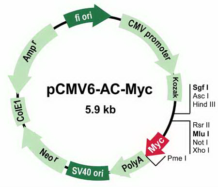 pCMV6-AC-Myc Mammalian Expression Vector