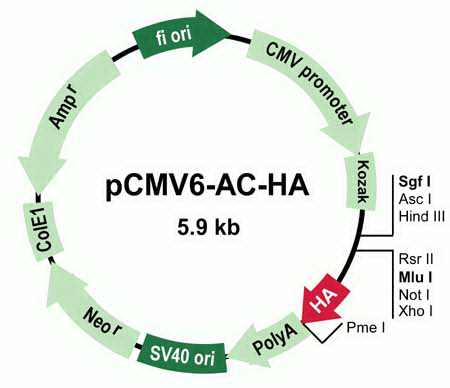 pCMV6-AC-HA Mammalian Expression Vector