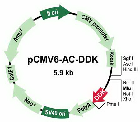 pCMV6-AC-DDK Mammalian Expression Vector