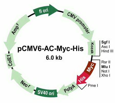 pCMV6-AC-Myc-His Mammalian Expression Vector