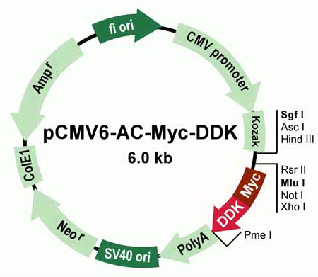 pCMV6-AC-Myc-DDK Mammalian Expression Vector