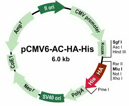 pCMV6-AC-HA-His Mammalian Expression Vector