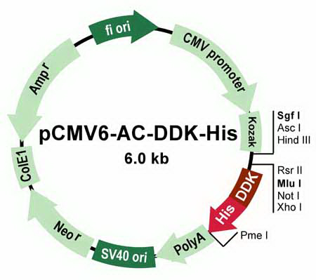 pCMV6-AC-DDK-His Mammalian Expression Vector
