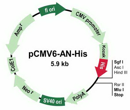 pCMV6-AN-His Mammalian Expression Vector