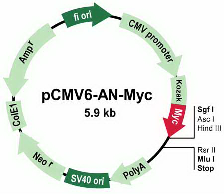 pCMV6-AN-Myc Mammalian Expression Vector