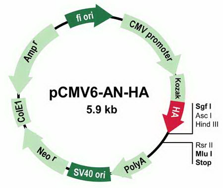 pCMV6-AN-HA Mammalian Expression Vector