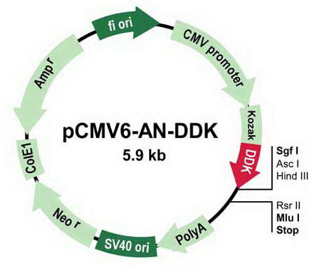 pCMV6-AN-DDK Mammalian Expression Vector