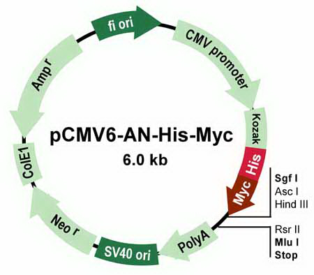 pCMV6-AN-His-Myc Mammalian Expression Vector