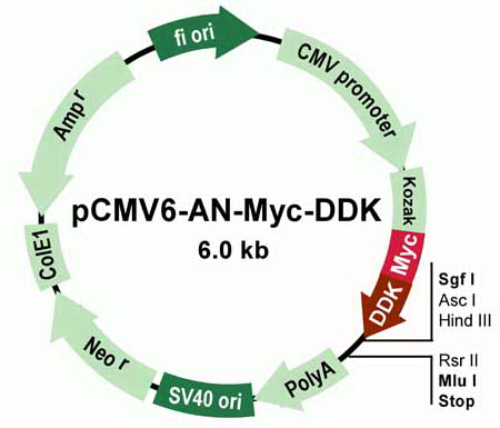 pCMV6-AN-Myc-DDK Mammalian Expression Vector