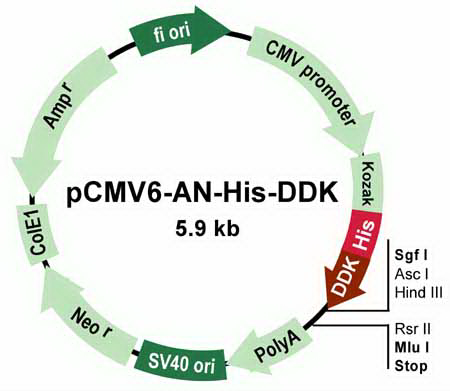 pCMV6-AN-His-DDK Mammalian Expression Vector