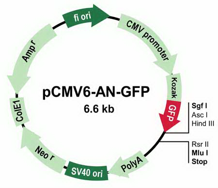 pcMV6-AN-GFP Vector Image