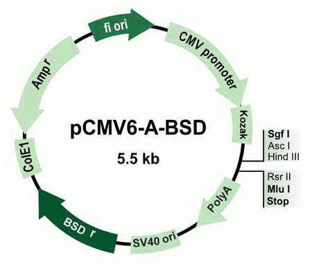 pCMV6-A-BSD Mammalian Expression Vector