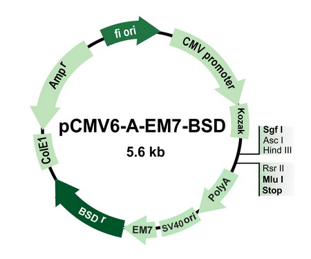 pCMV6-A-EM7-BSD Mammalian Expression Vector