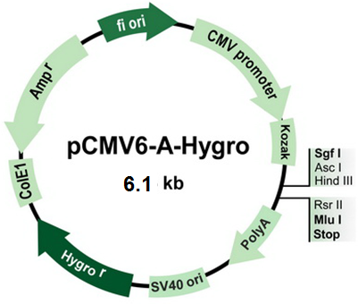 pCMV6-A-Hygro Mammalian Expression Vector