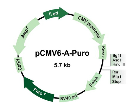 pCMV6-A-Puro Mammalian Expression Vector