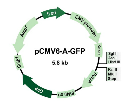 pCMV6-A-GFP Mammalian Expression Vector