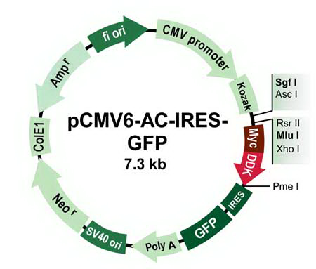 pCMV6-AC-IRES-GFP Mammalian Expression Vector