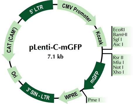 pLenti-C-mGFP Vector Map