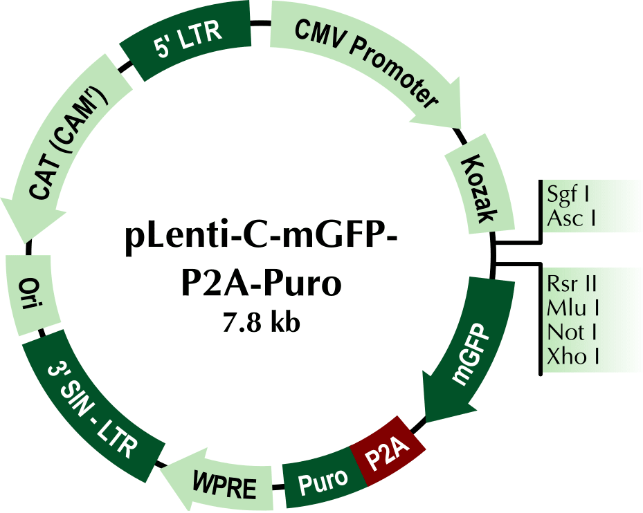 pLenti-C-mGFP Vector Map
