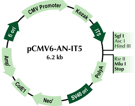 pCMV6-AN-IT5 Mammalian Expression Vector
