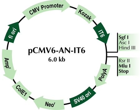 pCMV6-AN-IT6 Mammalian Expression Vector