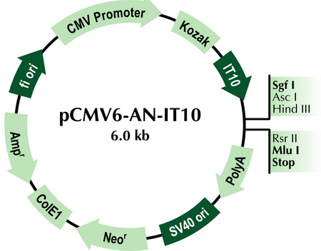 pCMV6-AN-IT10 Mammalian Expression Vector