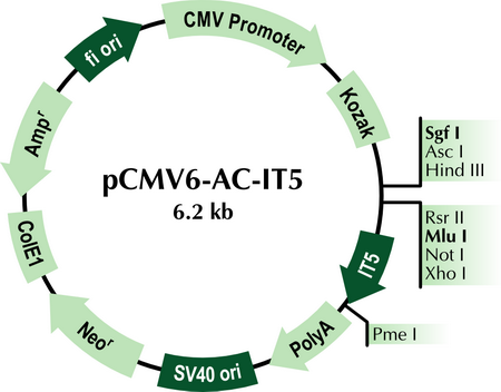pCMV6-AC-IT5 Mammalian Expression Vector