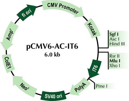 pCMV6-AC-IT6 Mammalian Expression Vector