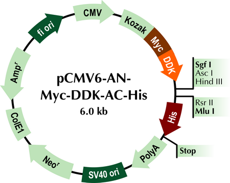 pCMV6-AN-Myc-DDK-AC-His Mammalian Expression Vector