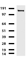 Western blot of cell lysates (35 ug) from HeLa. Diluation: 1:500