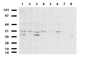 Western blot of cell lysates (35 ug) from 8 different cell lines (1: HeLa, 2: SV-T2, 3: A549. 4: COS7, 5: Jurkat, 6: MDCK, 7: PC-12, 8: MCF7).