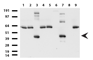 Western blot of cell lysates (35 ug) from 9 different cell lines (1: HepG2, 2: HeLa, 3: SV-T2, 4: A549. 5: COS7, 6: Jurkat, 7: PC-12, 8: MDCK, 9: MCF7).