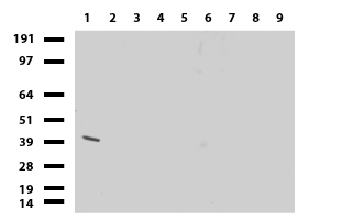 Western blot of cell lysates (35 ug) from 9 different cell lines (1: HepG2, 2: HeLa, 3: SV-T2, 4: A549, 5: COS7, 6: Jurkat, 7: MDCK, 8: PC-12, 9: MCF7). Diluation: 1:250