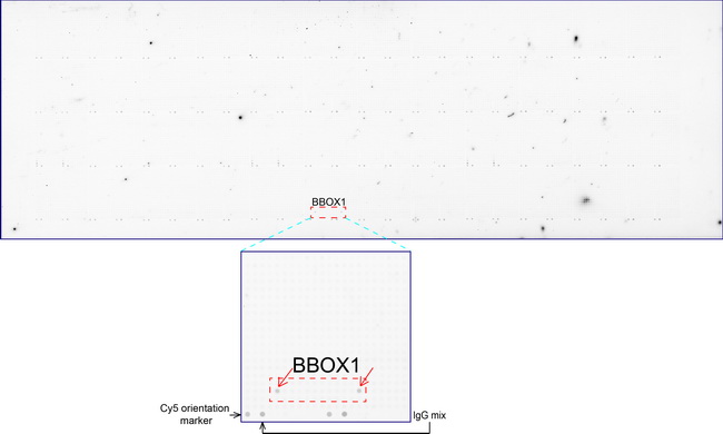 OriGene overexpression protein microarray chip was immunostained with ultraMAB anti-BBOX1 mouse monoclonal antibody (UM500084). The positive reactive proteins are highlighted with two red arrows in the enlarged subarray. All the positive controls spotted in this subarray are also labeled for clarification.