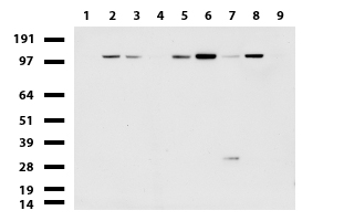 Western blot of cell lysates (35 ug) from 9 different cell lines (1: HepG2, 2: HeLa, 3: SV-T2, 4: A549. 5: COS7, 6: Jurkat, 7: MDCK, 8: PC-12, 9: MCF7).