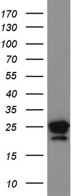 Western blot analysis of LOVO cell lysate (35 ug) by using anti-LGALS3 monoclonal antibody.
