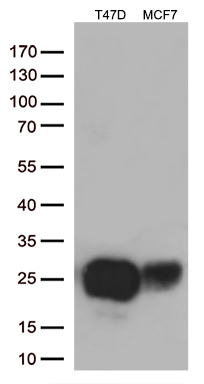 Western blot analysis of extracts (35 ug) from 2 different cell lines by using anti-MUC1 monoclonal antibody (1:500).