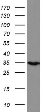 Western blot analysis of HEK293 cell lysate (35 ug) by using anti-HADH monoclonal antibody.