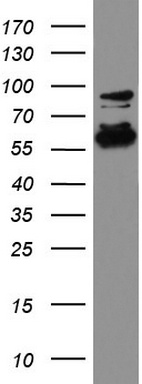Western blot analysis of HCT116 cell lysate (35 ug) by using anti-DDX56 monoclonal antibody.