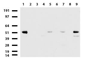 Western blot of cell lysates (35 ug) from 9 different cell lines (1: HepG2, 2: HeLa, 3: SV-T2, 4: A549. 5: COS7, 6: Jurkat, 7: MDCK, 8: PC-12, 9: MCF7).