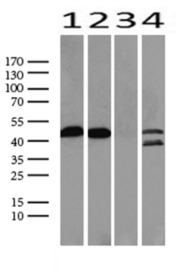 Western blot analysis of extracts (25 ug) from 4 different cell lines by using anti-TP53 monoclonal antibody. (1:500) (1: HEK293; 2: Hela; 3: MCF7; 4: HepG2) Dilution: 1:500