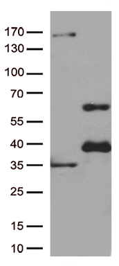 HEK293T cells were transfected with the pCMV6-ENTRY control (Left lane) or pCMV6-ENTRY GATA3 (RC211904, Right lane) cDNA for 48 hrs and lysed. Equivalent amounts of cell lysates (5 ug per lane) were separated by SDS-PAGE and immunoblotted with anti-GATA3 (1:500).