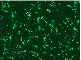 GFP expression is observed under microscope 24 hrs post transfection of pAAV2-EF1a-tGFP-WPRE (Cat# PS100127) into HEK293 cells