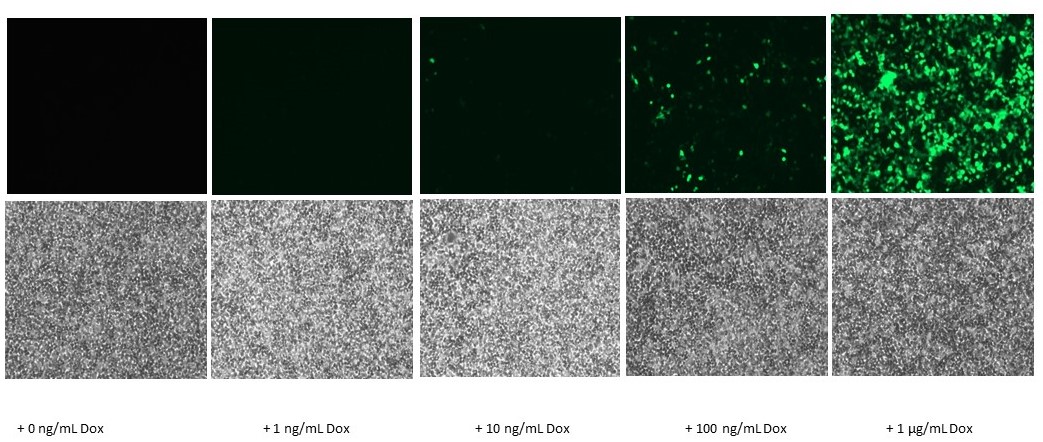 Induced GFP expression in HEK293T cells transfected with PS100125 and treated with doxycycline (Dox) for 2 days.