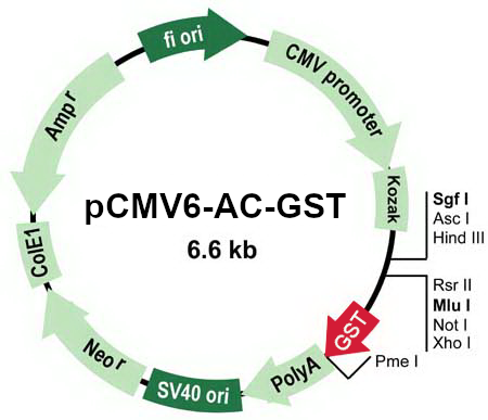 pCMV6-AC-GST Mammalian Expression Vector