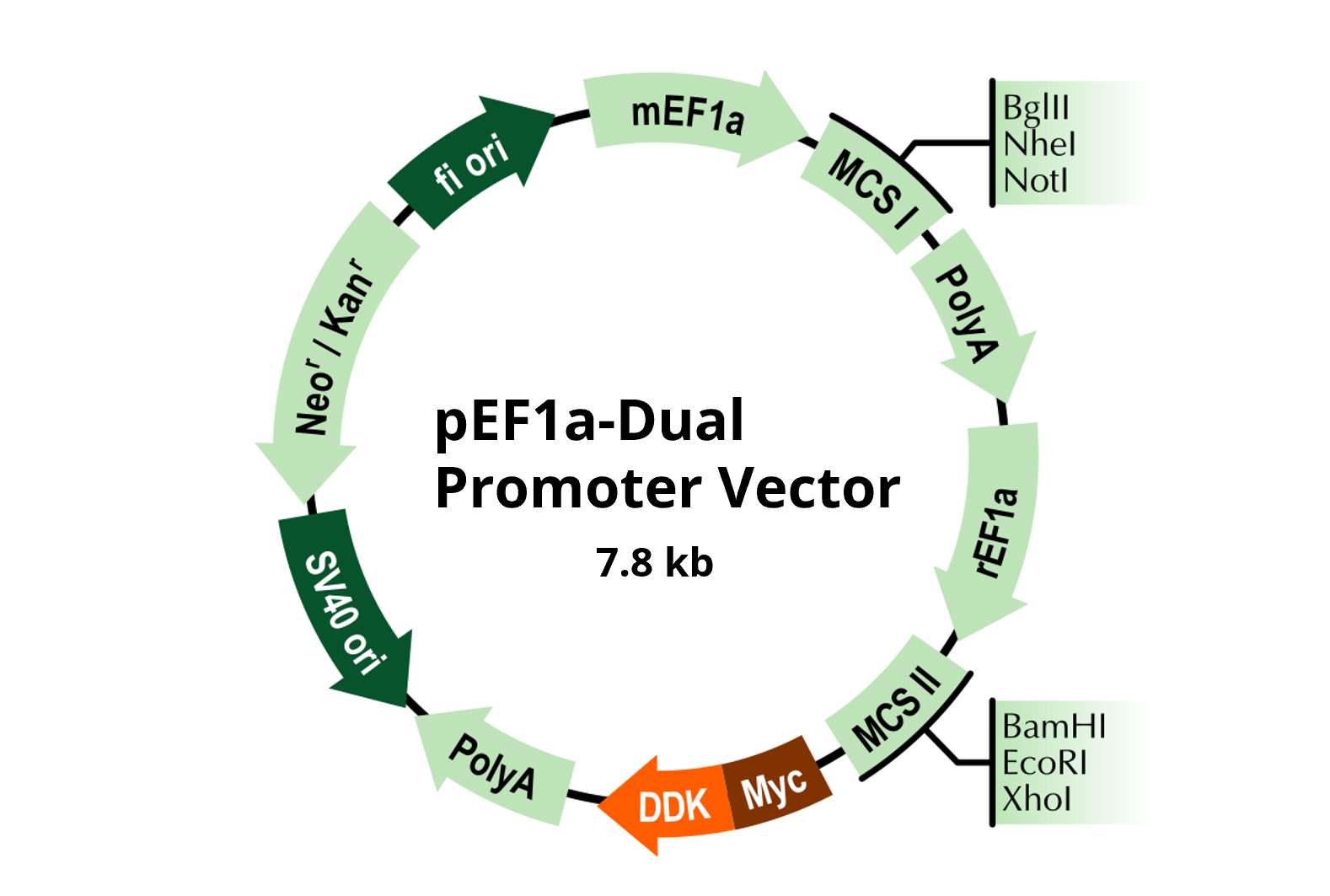 Vector map of pEF1a Dual promoter.