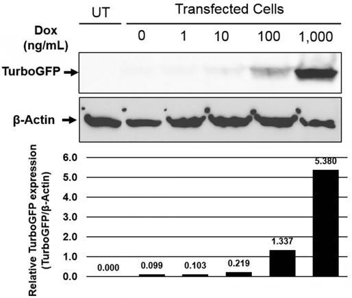  Effects of doxycycline on expression of TurboGFP protein by Western blotting analysis Graph