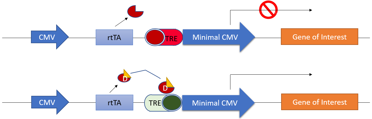 inducible-expression-vectors