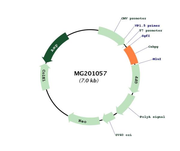 Circular map for MG201057